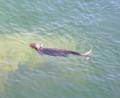 sea Otter