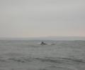blurred dolphin