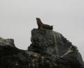 high rock seal