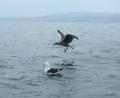 seabirds