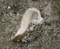 close up shell