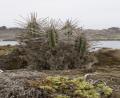 seaside cacti