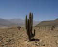 onward to the desert