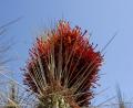 spiky desert flowers