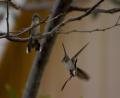 hummingbird by Rob!!