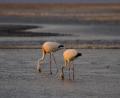 pink flamingos