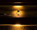 sunset flamingo