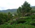 lush green valley