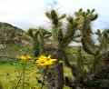 flowers & cactus