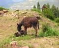 donkey & foal