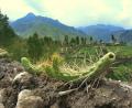 stange wall cactus