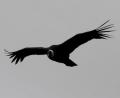 Andean Condor