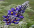 flowers & raindrops