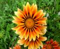 pretty Cuzco flower