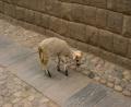 lamb in the street