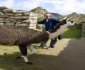 Rob & llama