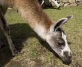 close up llama