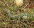 river alligator