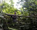 jungle walk