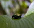 jungle beetle