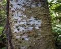 mad tree bark