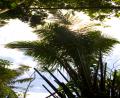 big ferns