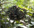 weird berry things