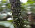 twisted vines