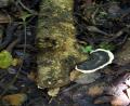 tree fungi