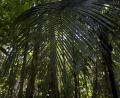 huge fern