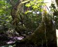 untouched jungle