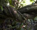 knotted trees