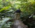 jungle path