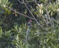 colourful macaws