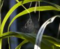 perfect spiders web