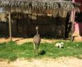 ostrich & dog