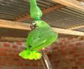 cheeky parrot