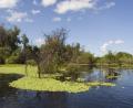 lilly ponds galore