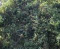 spot the monkeys