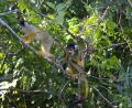 cappochini monkeys