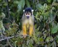 very cheeky monkey