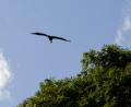 bird with fish