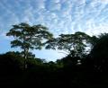wispy clouds
