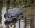 camp alligator!