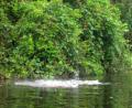 pink river dolphin
