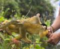 banana scuffle!