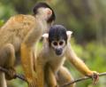 monkey business