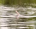 river dolphins nose