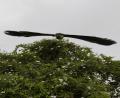 big wings