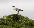 Bolivian heron